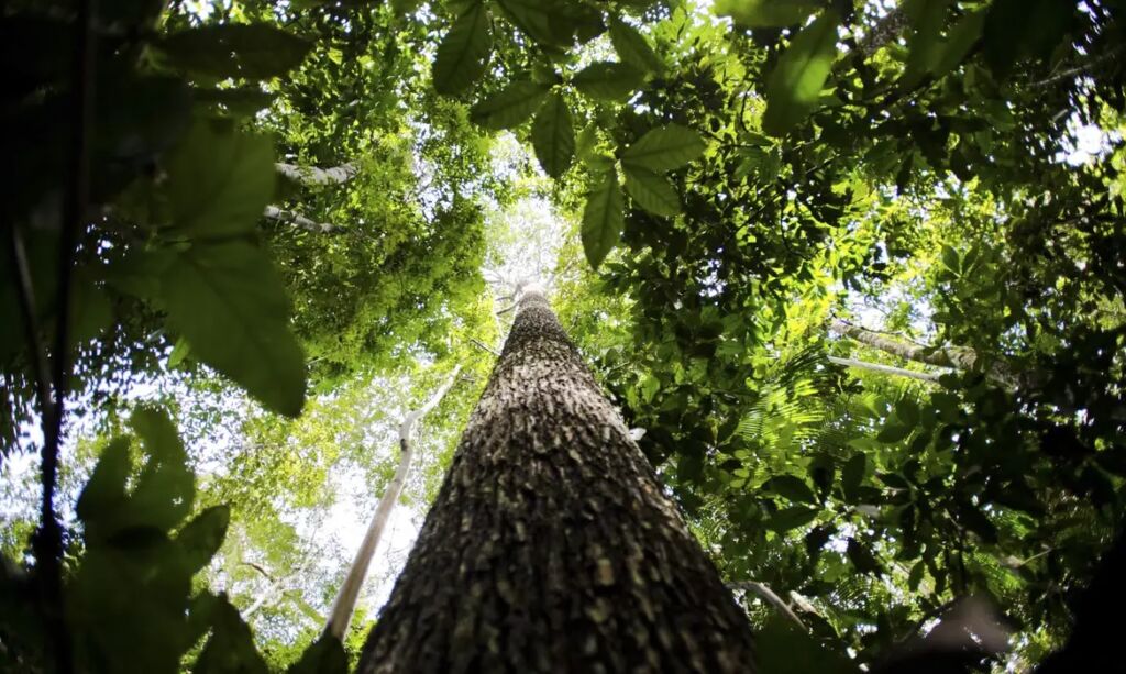 preservação amazônia agencia brasil