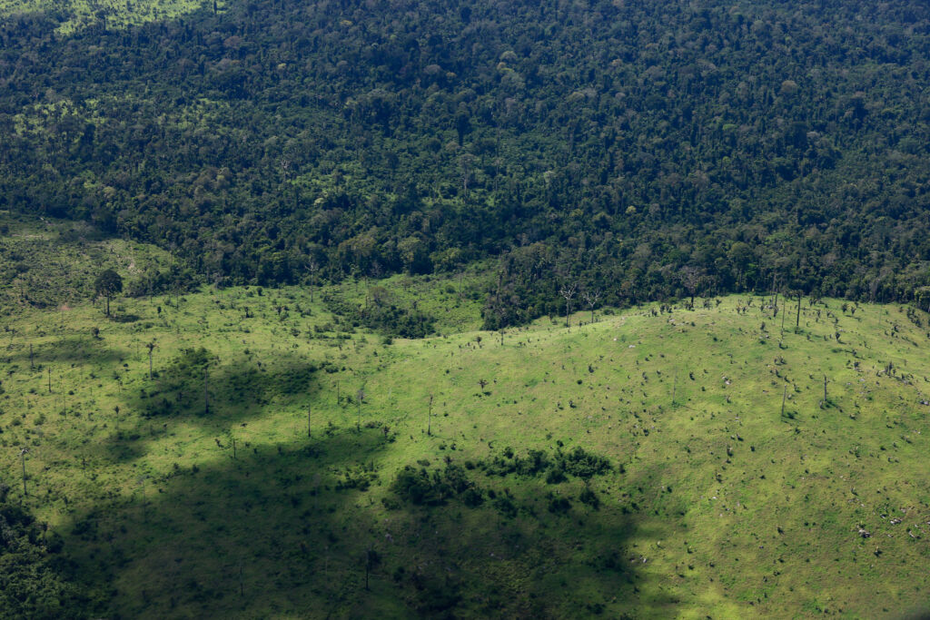 concessão de florestas amazônia