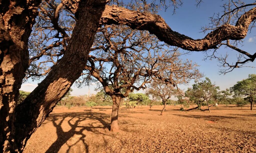 serviços ambientais REGENERATIVA AGRICULTURA CERRADO
